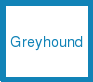 anim-Greyhound_young-herd-Ql9I